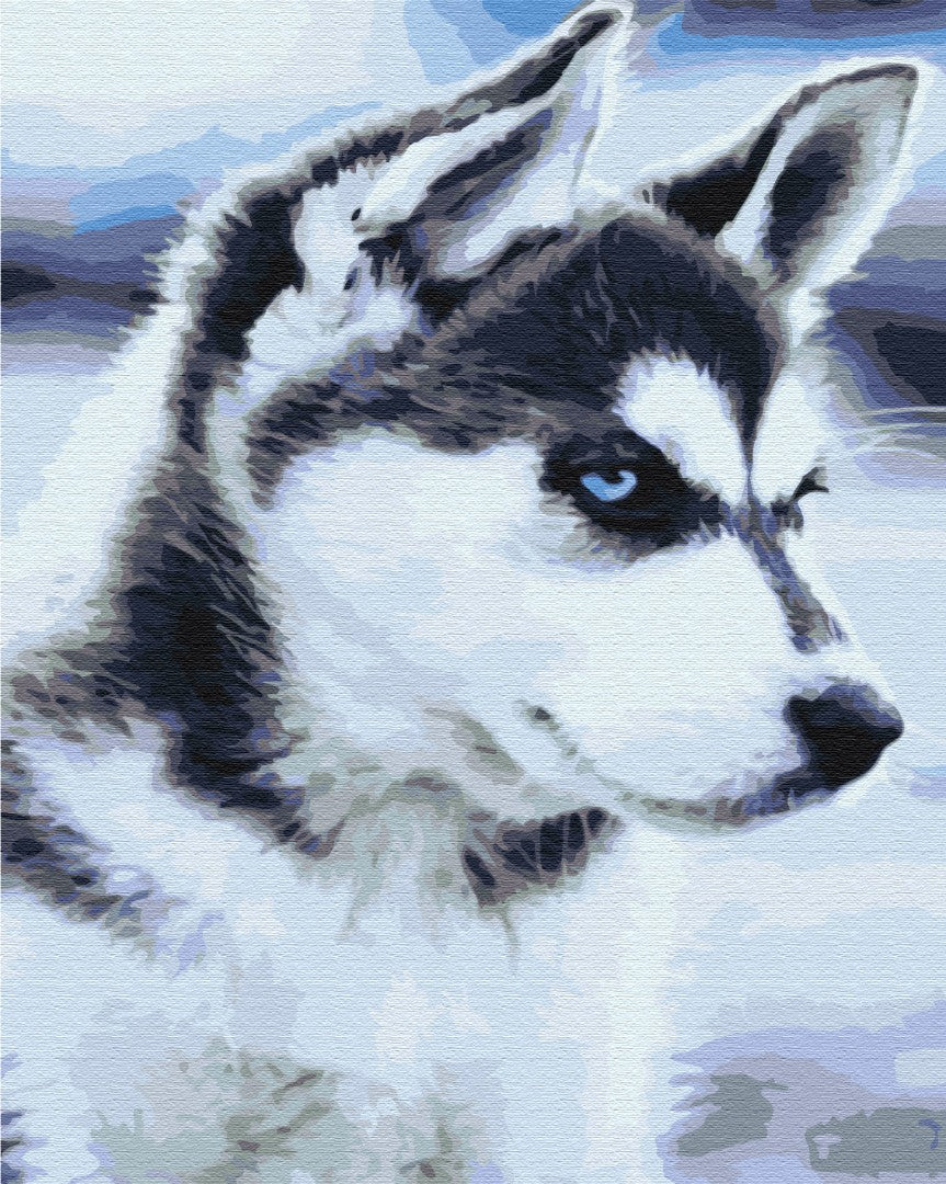Maalaa numeroin Paint by numbers Husky puppy