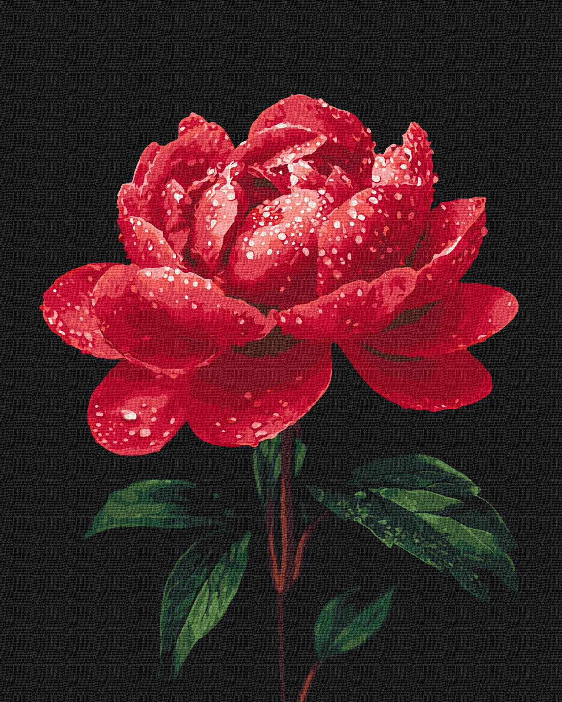 Maalaa numeroin Paint by numbers Peonies in the glow of dew