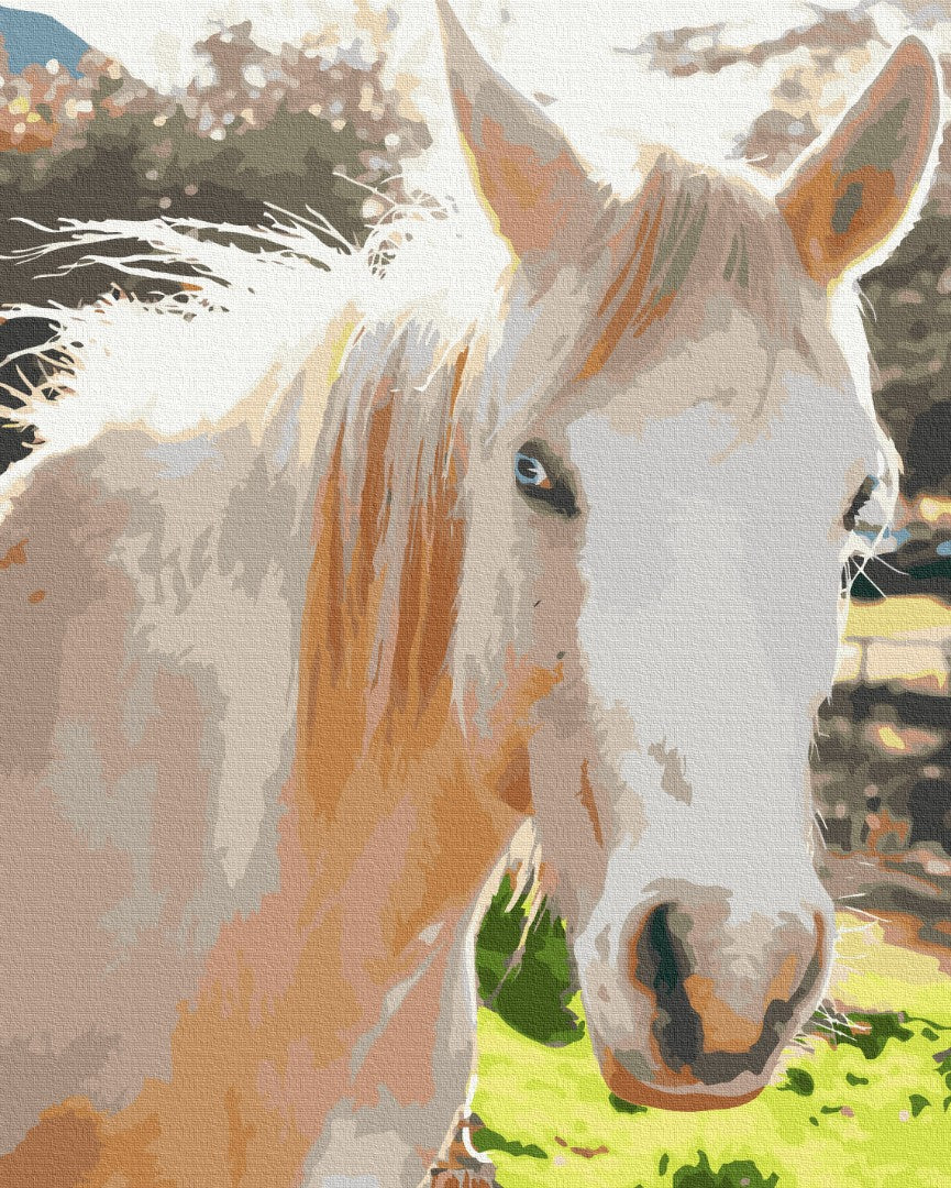 Maalaa numeroin Paint by numbers White horse