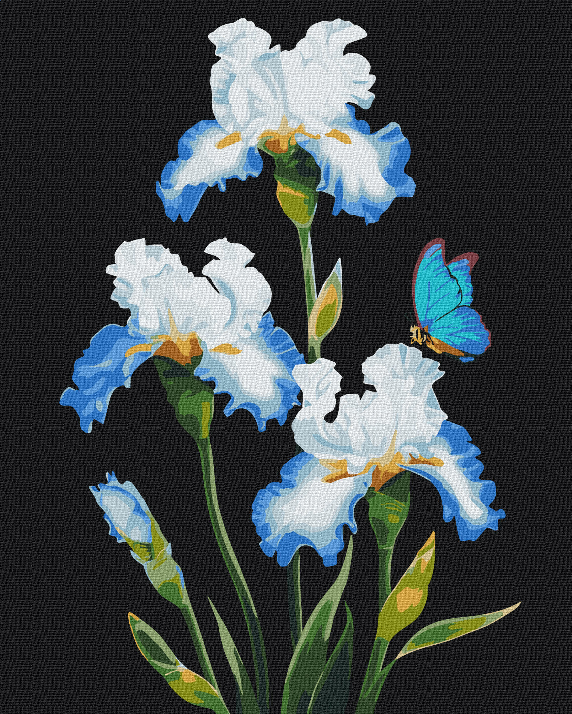 Maalaa numeroin Paint by numbers Irises © Anna Steshenko