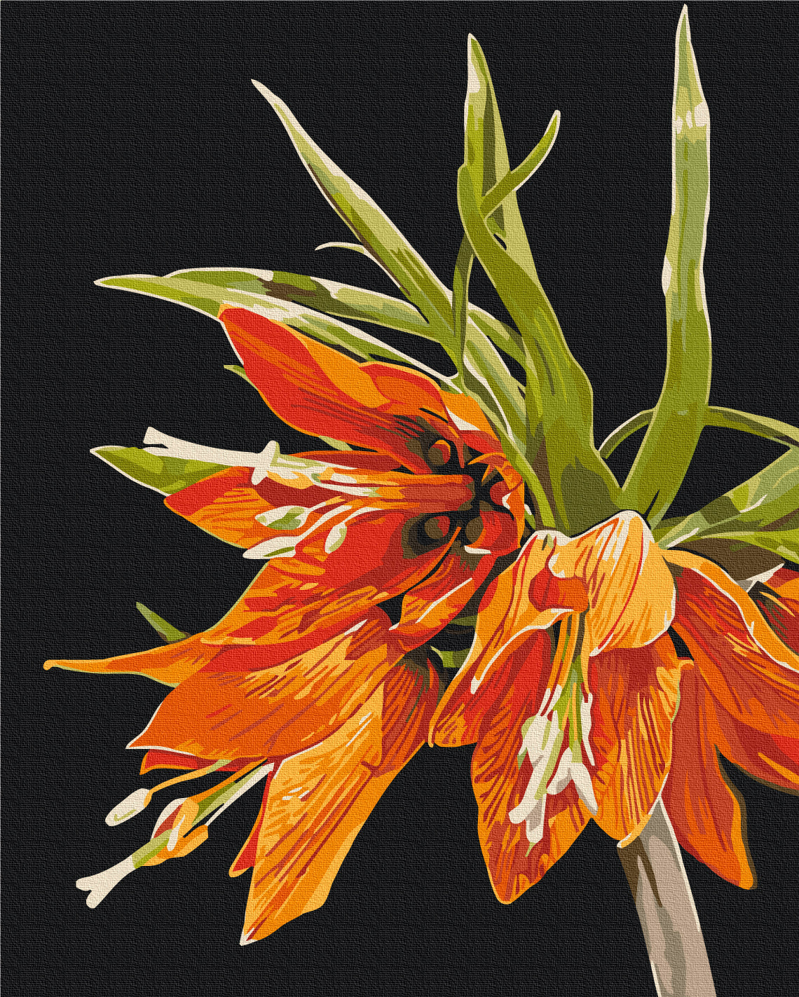 Maalaa numeroin Paint by numbers Fritillaria © Anastasiia Osmolovska
