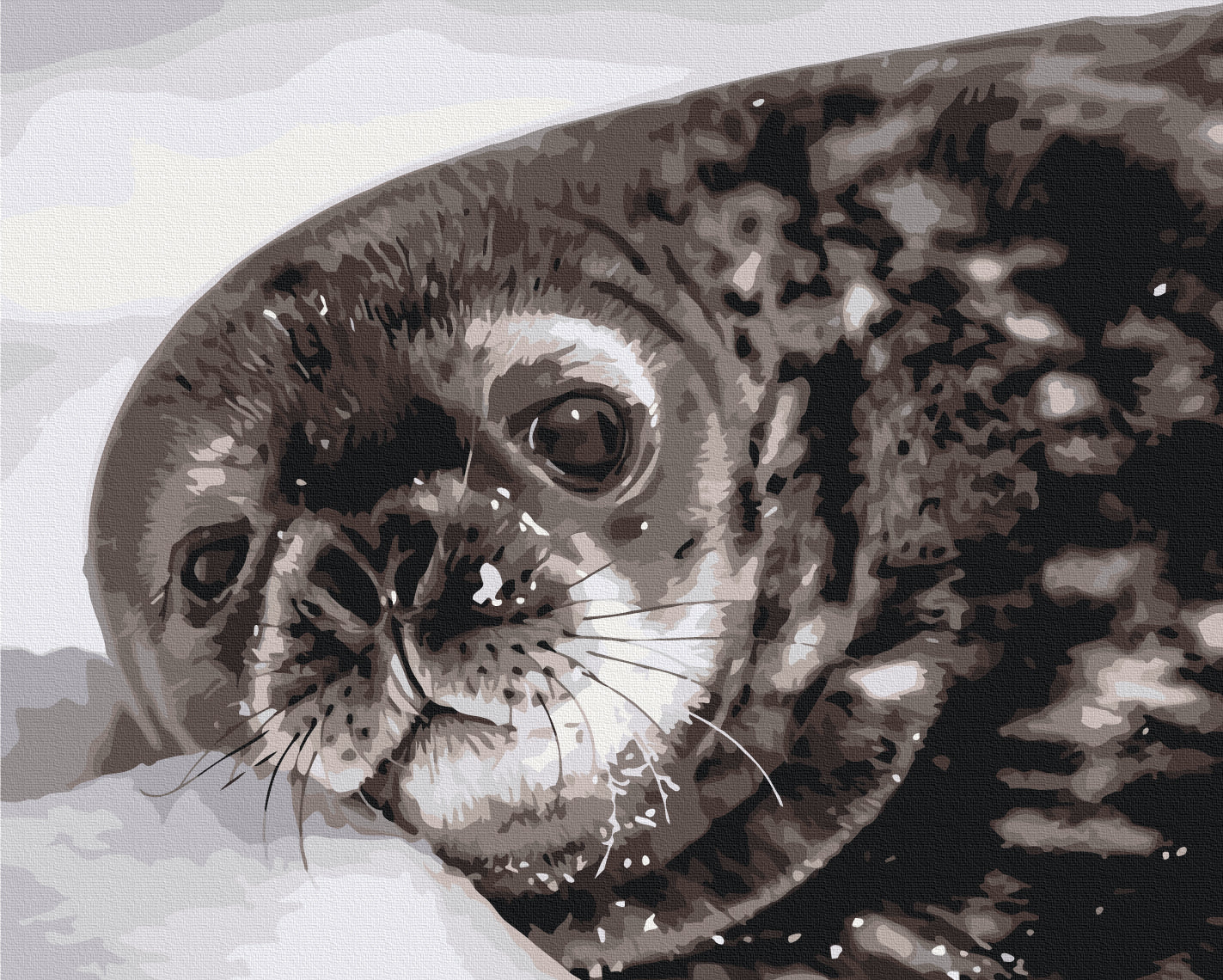Maalaa numeroin Paint by numbers Weddell seal cub © Serhiy Glotov