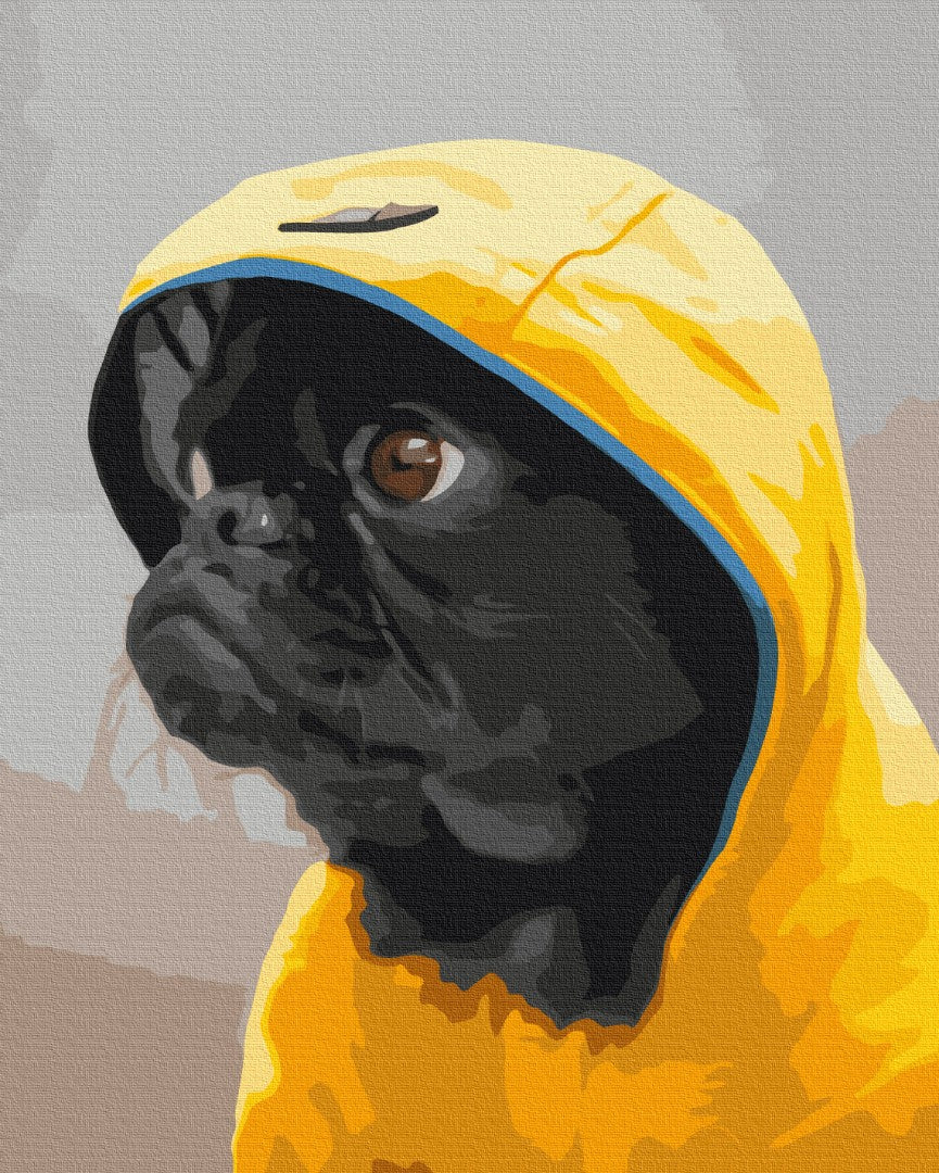 Maalaa numeroin Paint by numbers Pug in hood