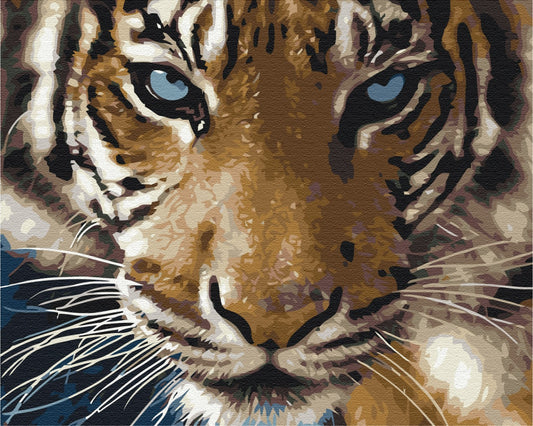 Maalaa numeroin Paint by numbers Tiger gaze