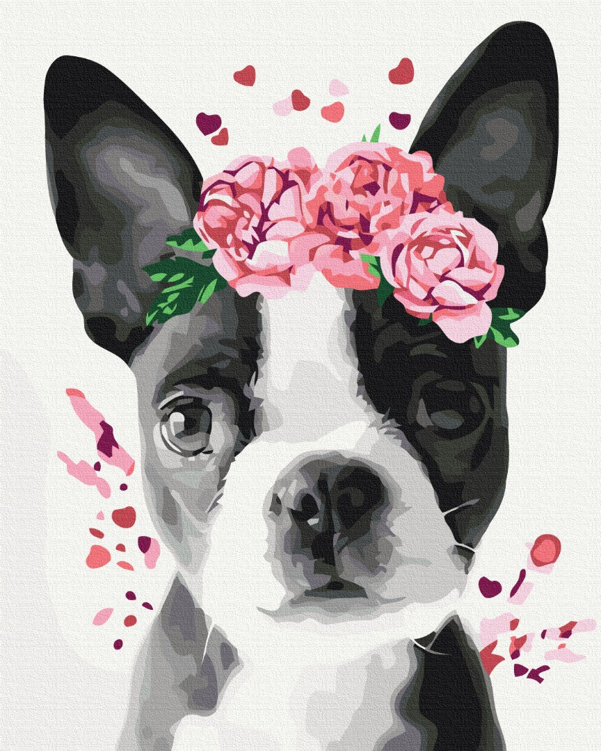 Maalaa numeroin Paint by numbers Boston terrier in a crown