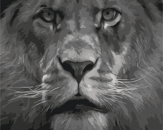 Maalaa numeroin Paint by numbers Lion in black and white tones