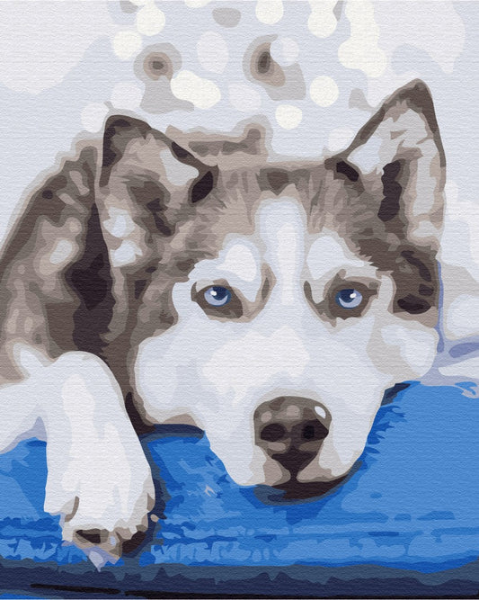 Maalaa numeroin Paint by numbers Husky in anticipation