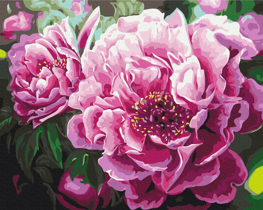 Maalaa numeroin Paint by numbers Luxurious peonies