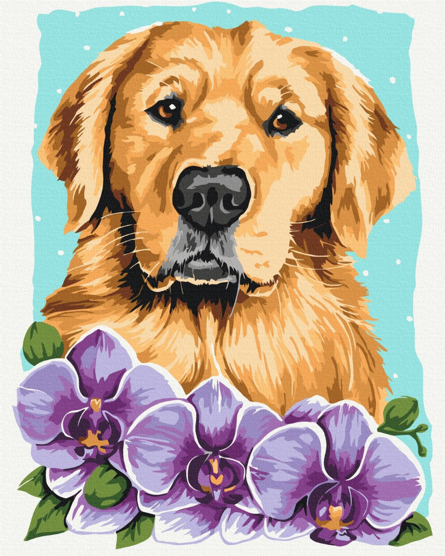 Maalaa numeroin Paint by numbers Golden retriever © Anna Kulyk