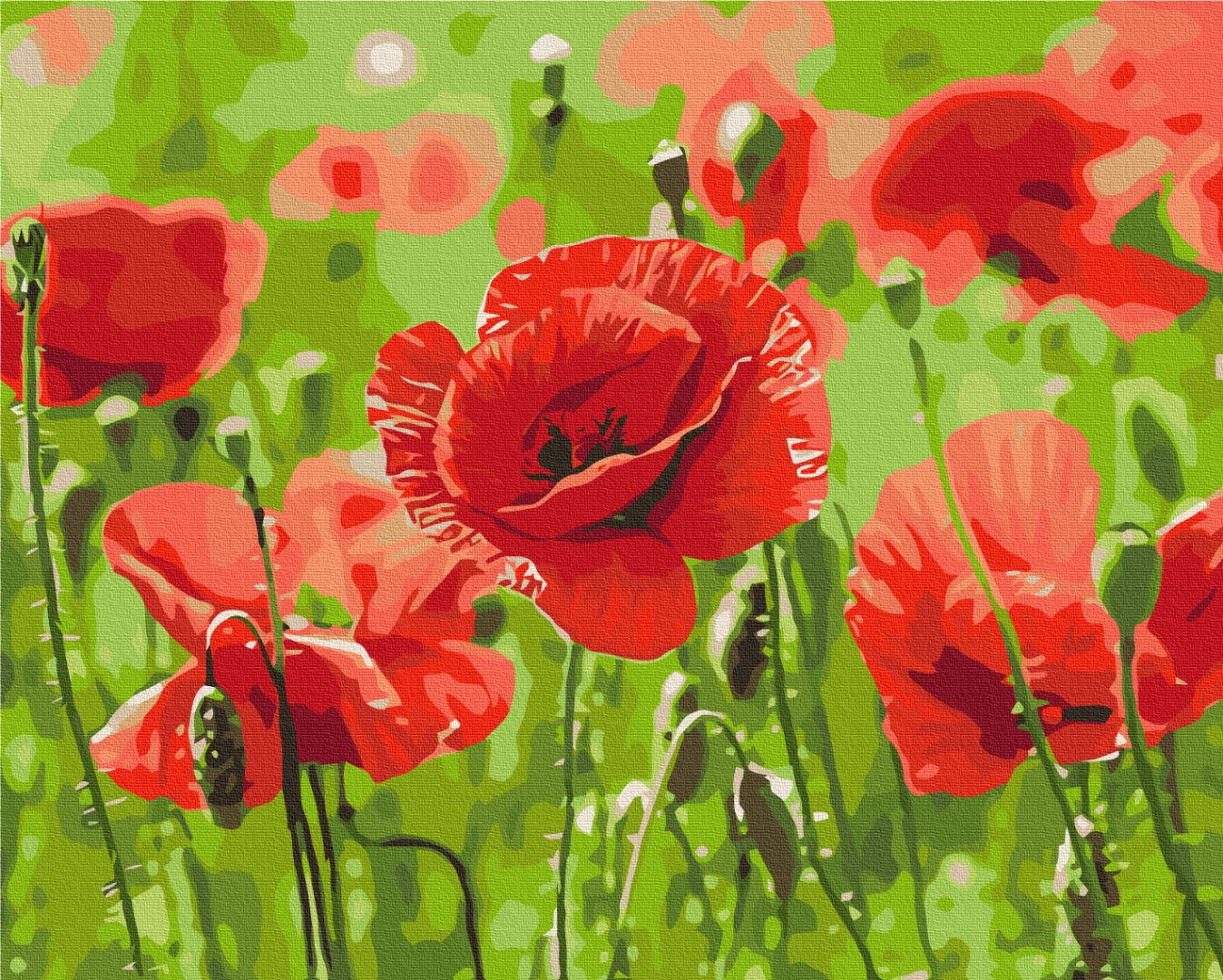 Maalaa numeroin Paint by numbers Red poppies